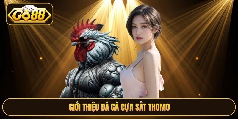 Giới thiệu đá gà cựa sắt thomo